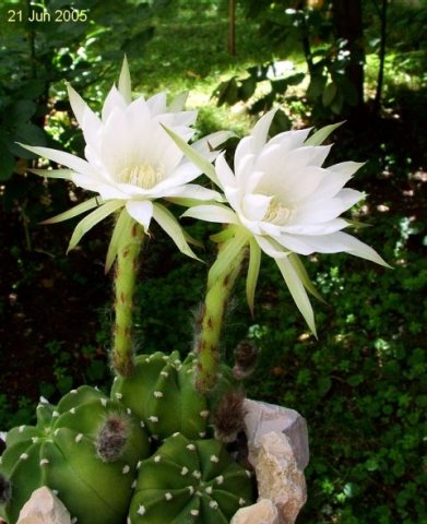 Echinopsis _subdenudata _11